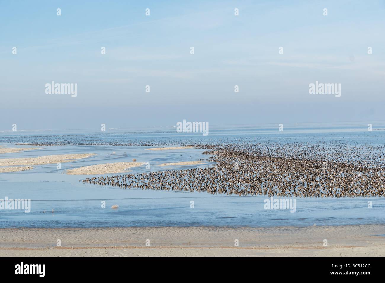 Grand troupeau de canards colverts le long du Grand Lac Salé dans l'Utah. Banque D'Images