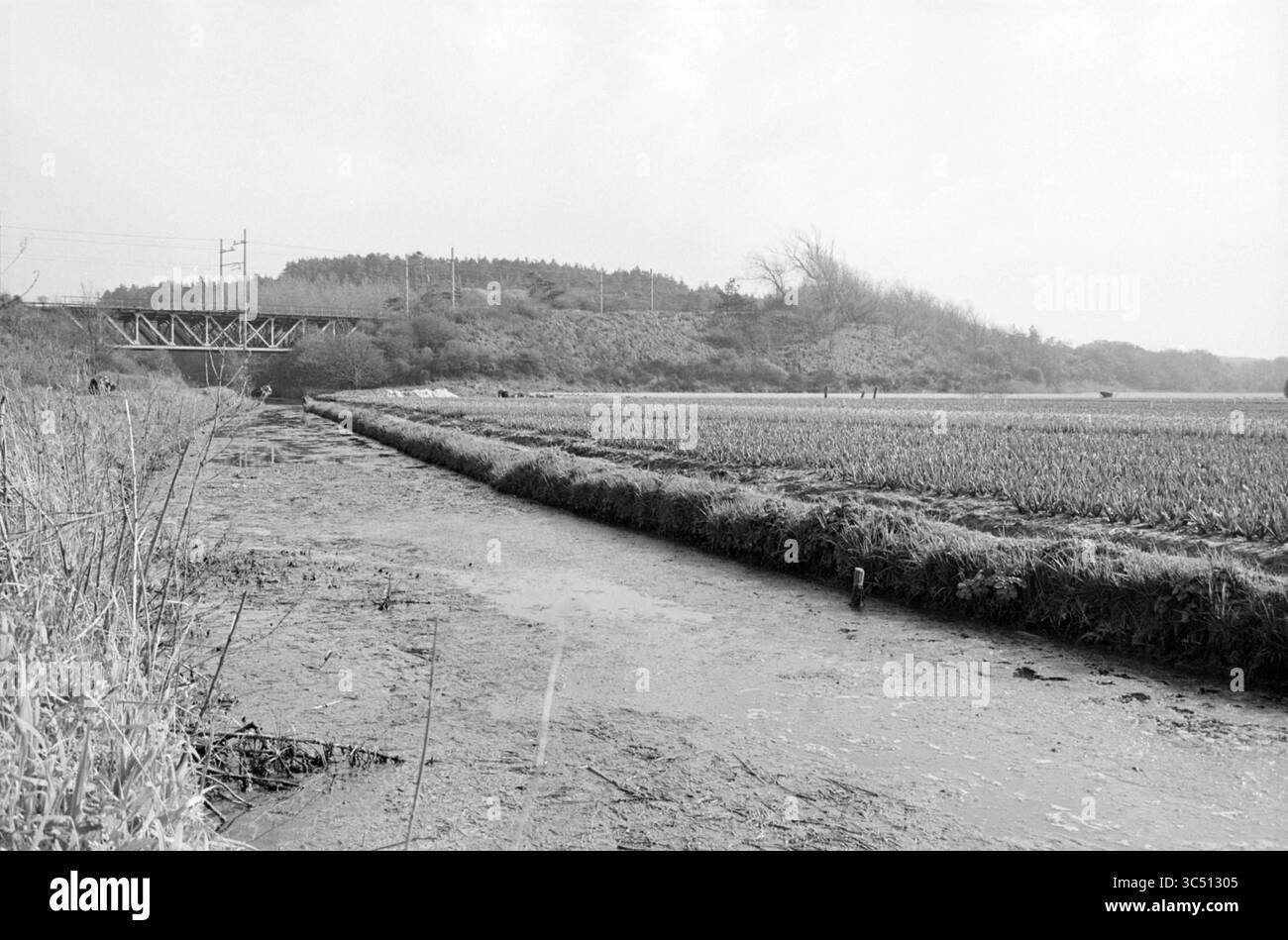 Un champ de bulbes de fleurs à côté d'un fossé Whizgle News, Dutch Desk, pays-Bas, 1950-2000 Un paysage serein avec une voie navigable sinueuse bordée de champs luxuriants, avec des collines lointaines en arrière-plan. La scène est ponctuée par un pont ferroviaire, et de petites figures peuvent être aperçues dans les champs, évoquant une activité agricole. Banque D'Images