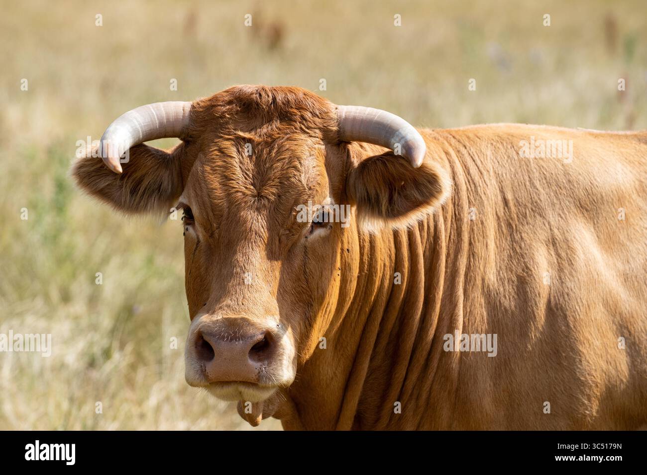Vache brune à cornes dans le pré d'été – Portrait en gros plan Banque D'Images