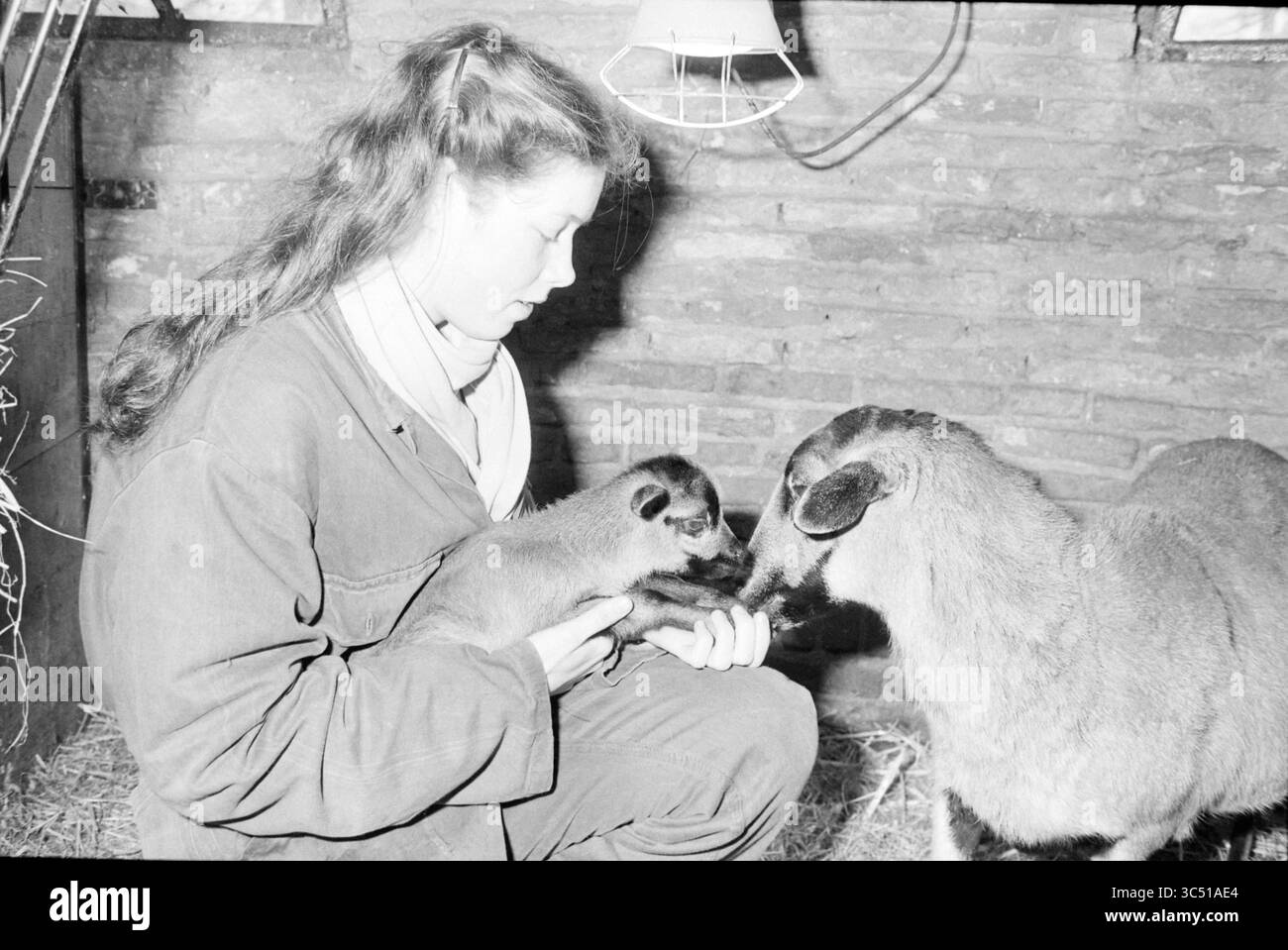 Goat Born, zoo pour enfants de Groenendaal, animaux, 25-01-1985 Whizgle News, Dutch Desk, pays-Bas, 1950-2000 Une jeune femme tient doucement un petit animal dans ses mains tandis qu'un mouton se tient à proximité, observant le moment tendre dans une grange rustique. Banque D'Images