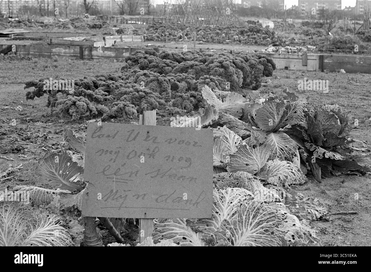 Bord au milieu de Koolland, Borden, 08-12-1964 Whizgle News, Dutch Desk, pays-Bas, 1950-2000 Une parcelle de jardin présente une végétation florissante, avec des verts feuillus et des choux mis en évidence. Un panneau manuscrit se dresse parmi les plantes, transmettant un message sur le produit. En arrière-plan, plus de rangées de jardins sont visibles, suggérant une zone agricole animée. Banque D'Images
