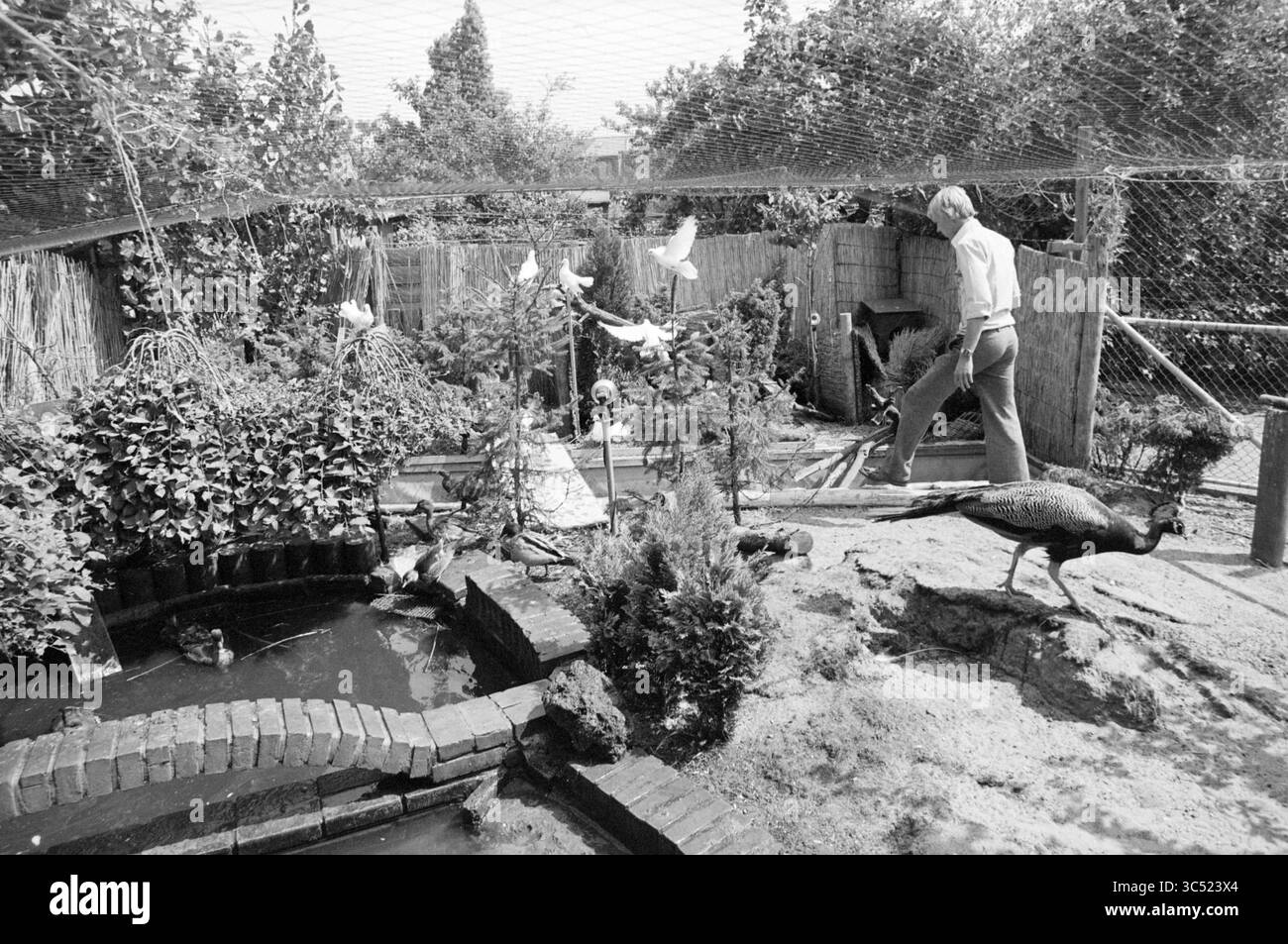 Réserve d'oiseaux Nijmanshofje, oiseaux, 30-07-1982 Whizgle News, Dutch Desk, pays-Bas, 1950-2000 Une personne tend à une petite enceinte de jardin remplie de verdure luxuriante et d'une variété de plantes, tandis qu'un paon se promène à proximité. En arrière-plan, un étang tranquille reflète le feuillage environnant, et plusieurs oiseaux blancs peuvent être vus. La scène capture un moment paisible dans la nature, mettant en valeur à la fois la vie animale et les soins du jardin. Banque D'Images