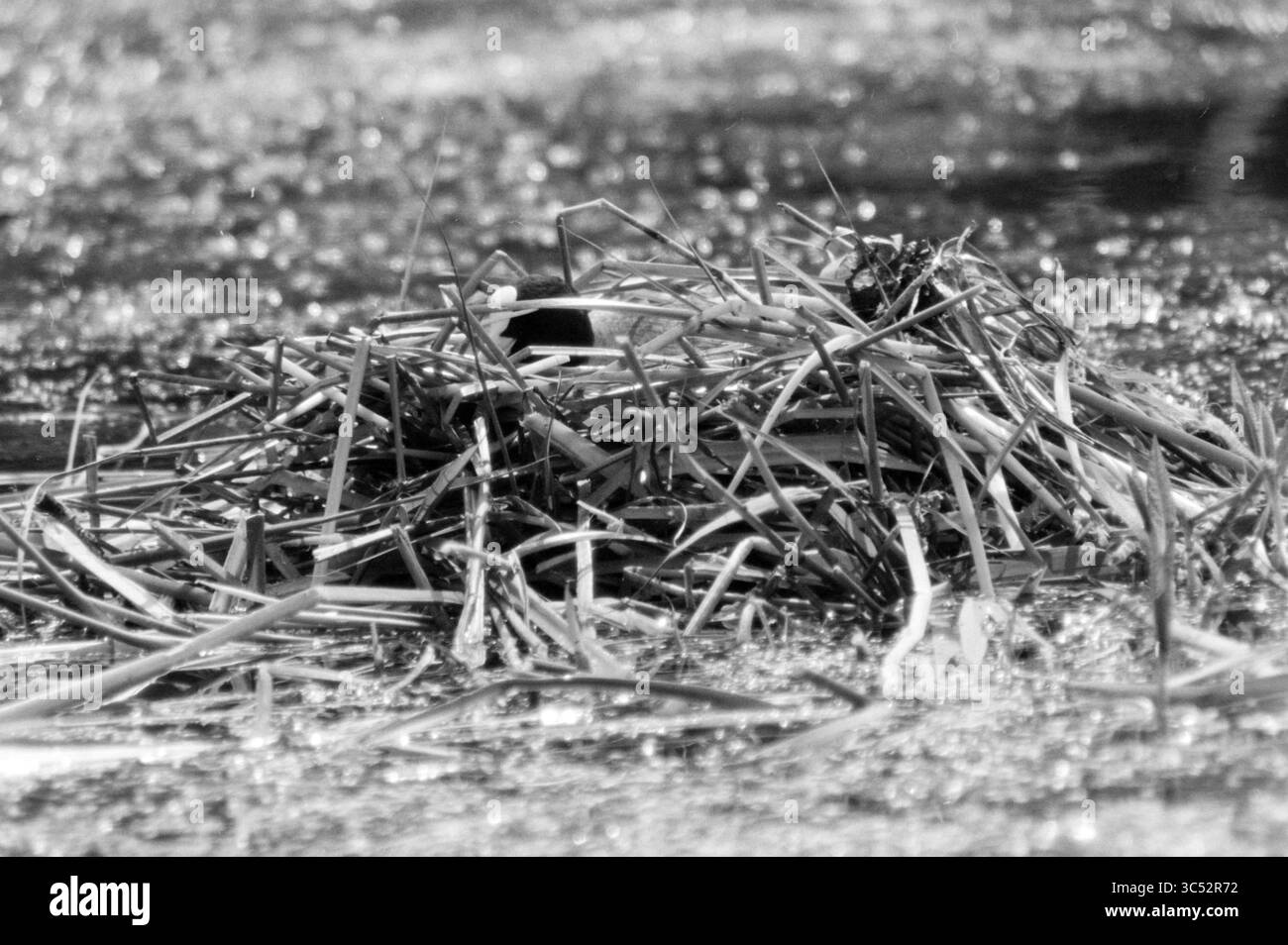 Nid d'oiseau Velserbeek, oiseaux, 04-06-1987 Whizgle News, Dutch Desk, pays-Bas, 1950-2000 Un monticule texturé d'herbe séchée et de roseaux, entouré d'une surface chatoyante, capture l'essence d'un cadre tranquille et naturel. Banque D'Images