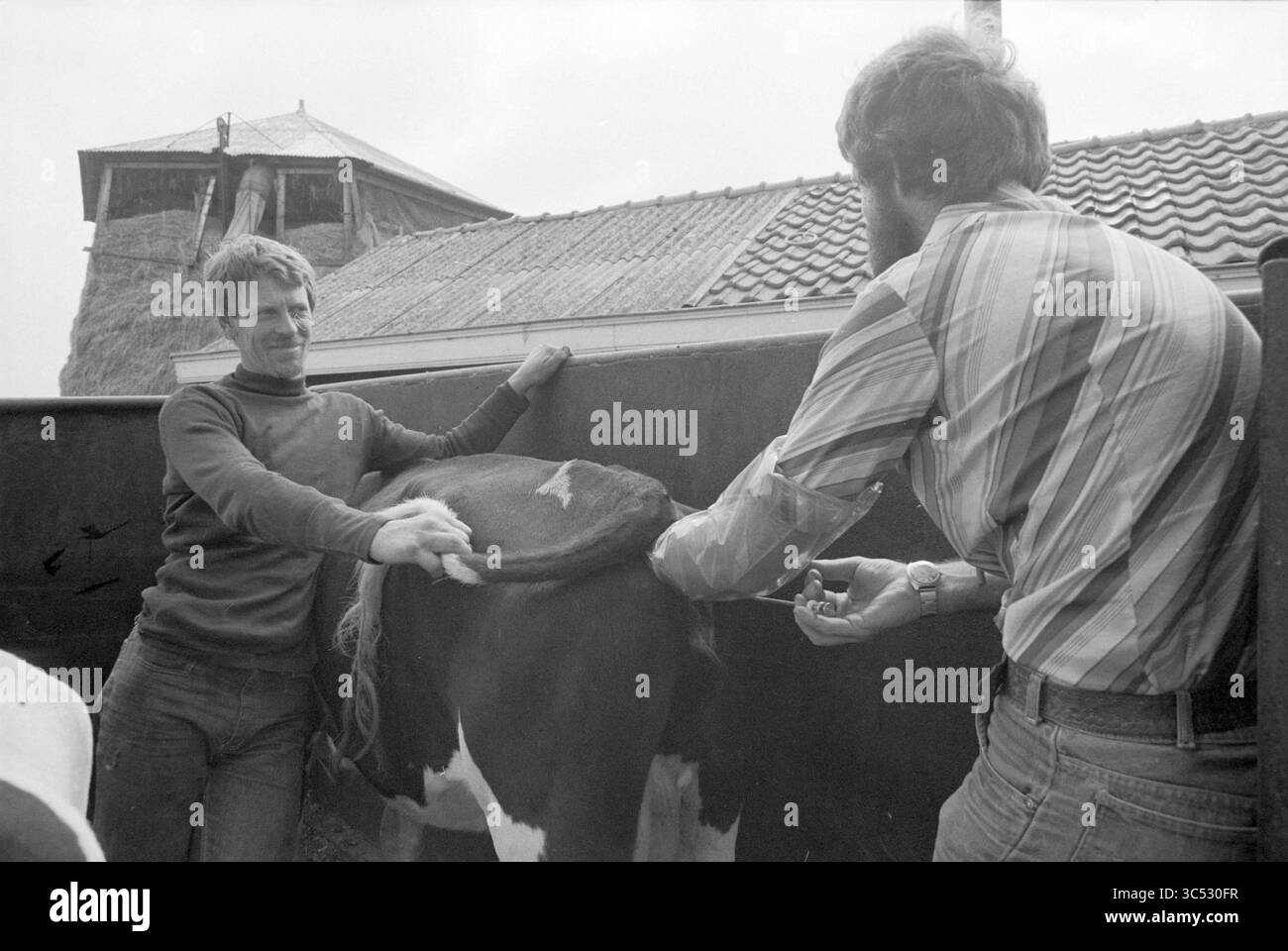 Insémination artificielle chez la vache, élevage, 05-07-1979 Whizgle News, Dutch Desk, pays-Bas, 1950-2000 deux hommes interagissent avec une vache, l'un tenant doucement l'animal tandis que l'autre se prépare à effectuer une tâche, possiblement liée au toilettage ou à la traite. En arrière-plan, une structure de bâtiment distinctive ajoute du contexte au milieu rural. Banque D'Images