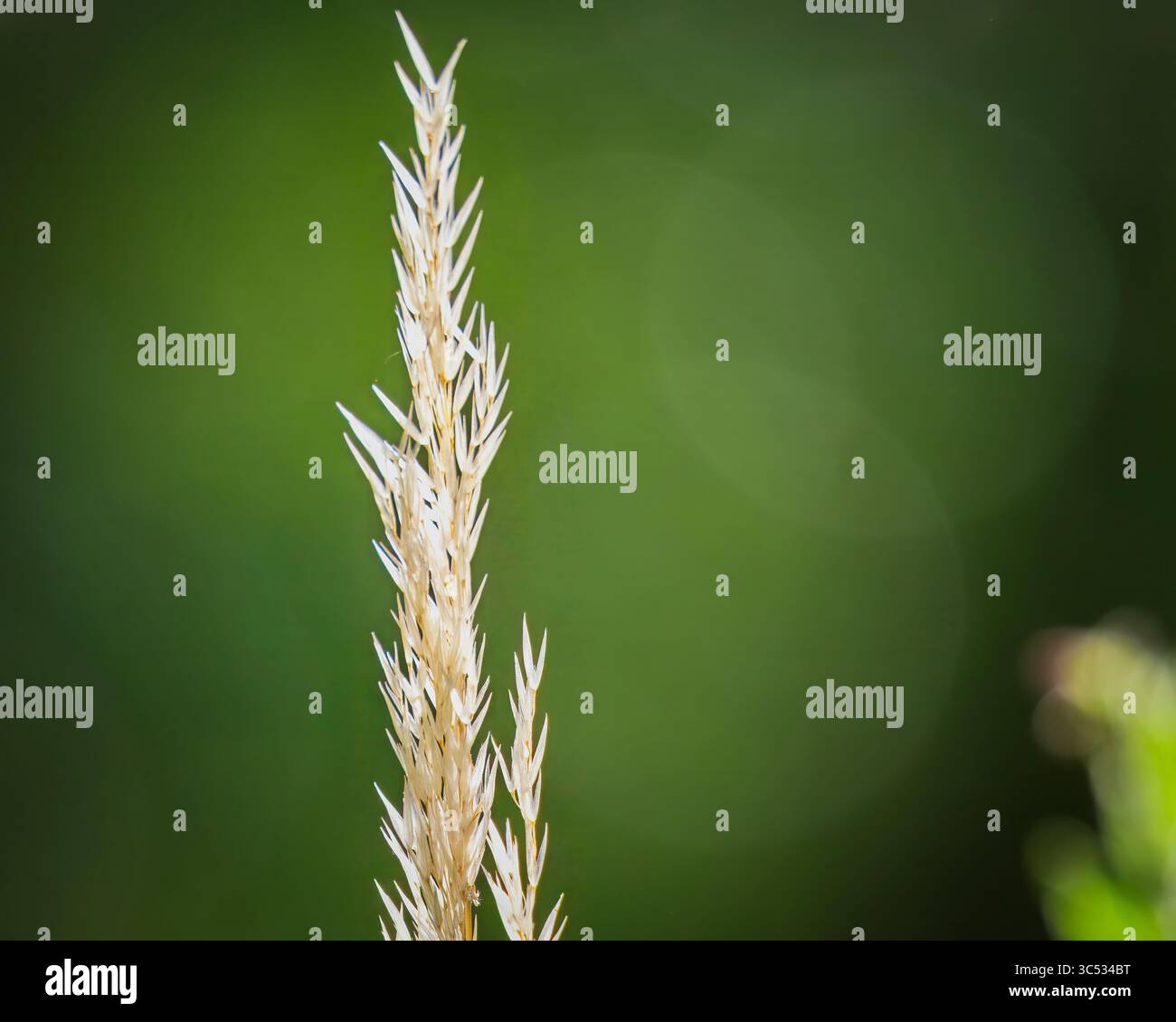 L'herbe à roseaux à plumes va à la semence. Bedworth juillet 2025 Banque D'Images