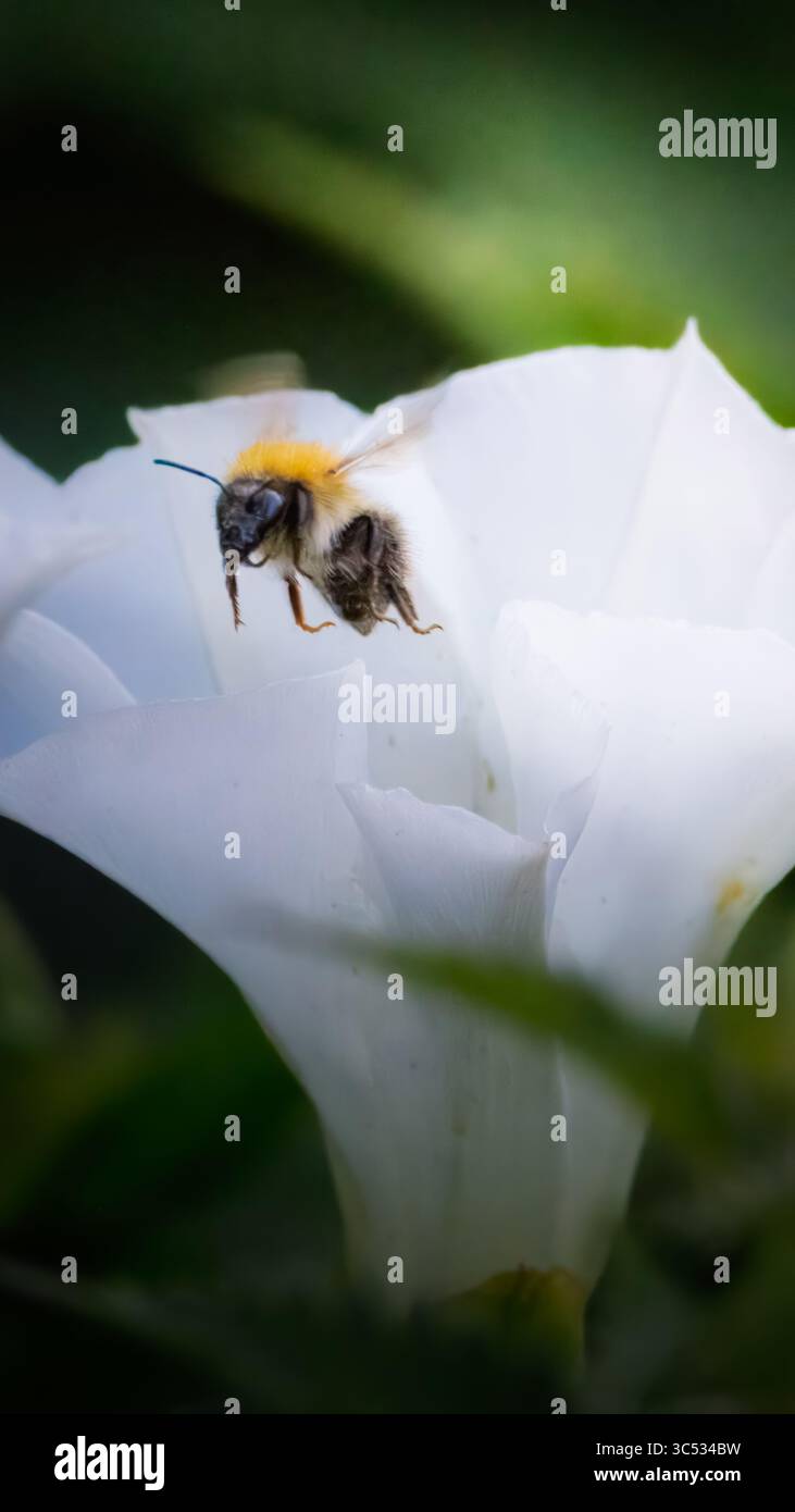 Bumble Bee on a rugosa Alba, Hedging Rose, Bedworth Sloughs juillet 2025 Banque D'Images