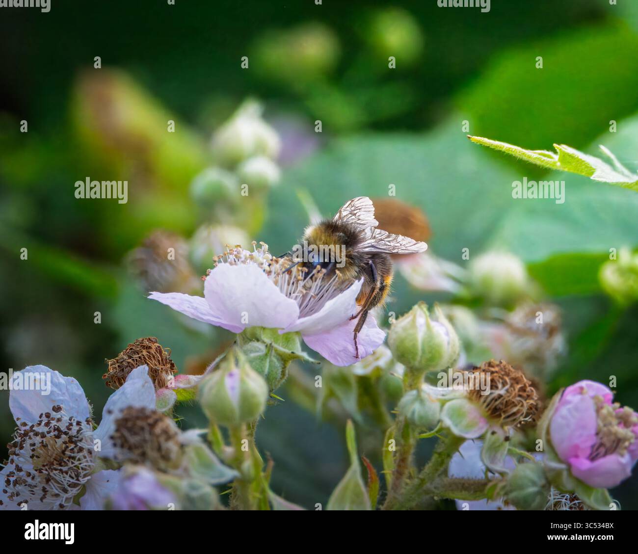 Une photo macro d'un bourdon recueillant du pollen de quelques fleurs de cercueil, Bedworth juillet 2025 Banque D'Images