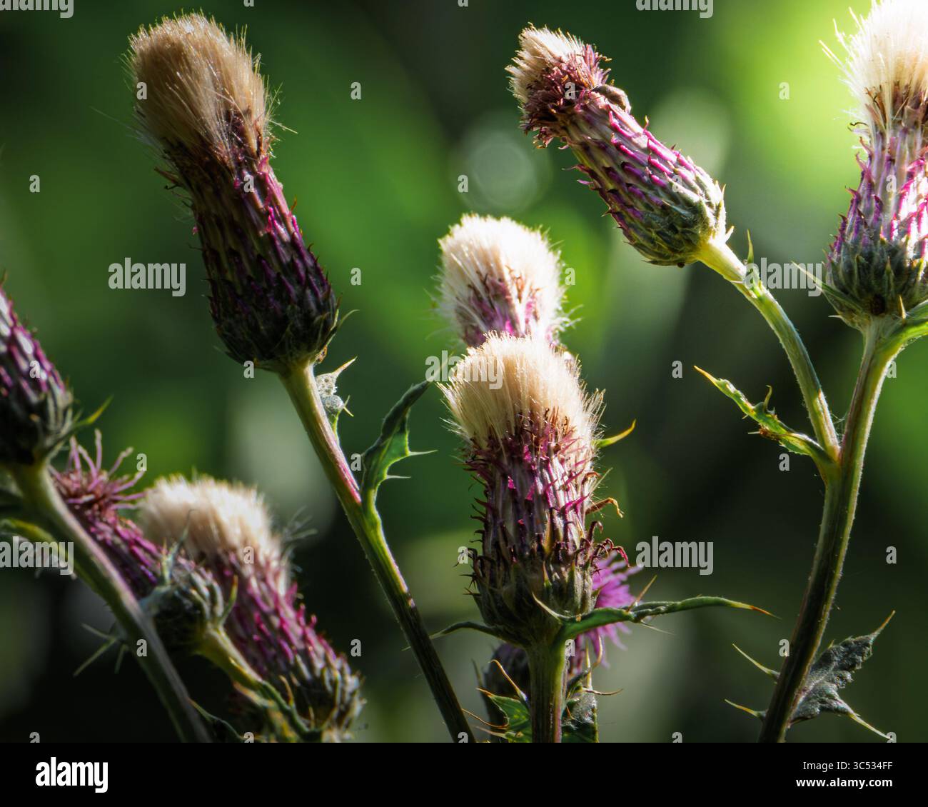 Le chardon rampant fleurit en été, Cirsium arvense, Bedworth juillet 2025 Banque D'Images