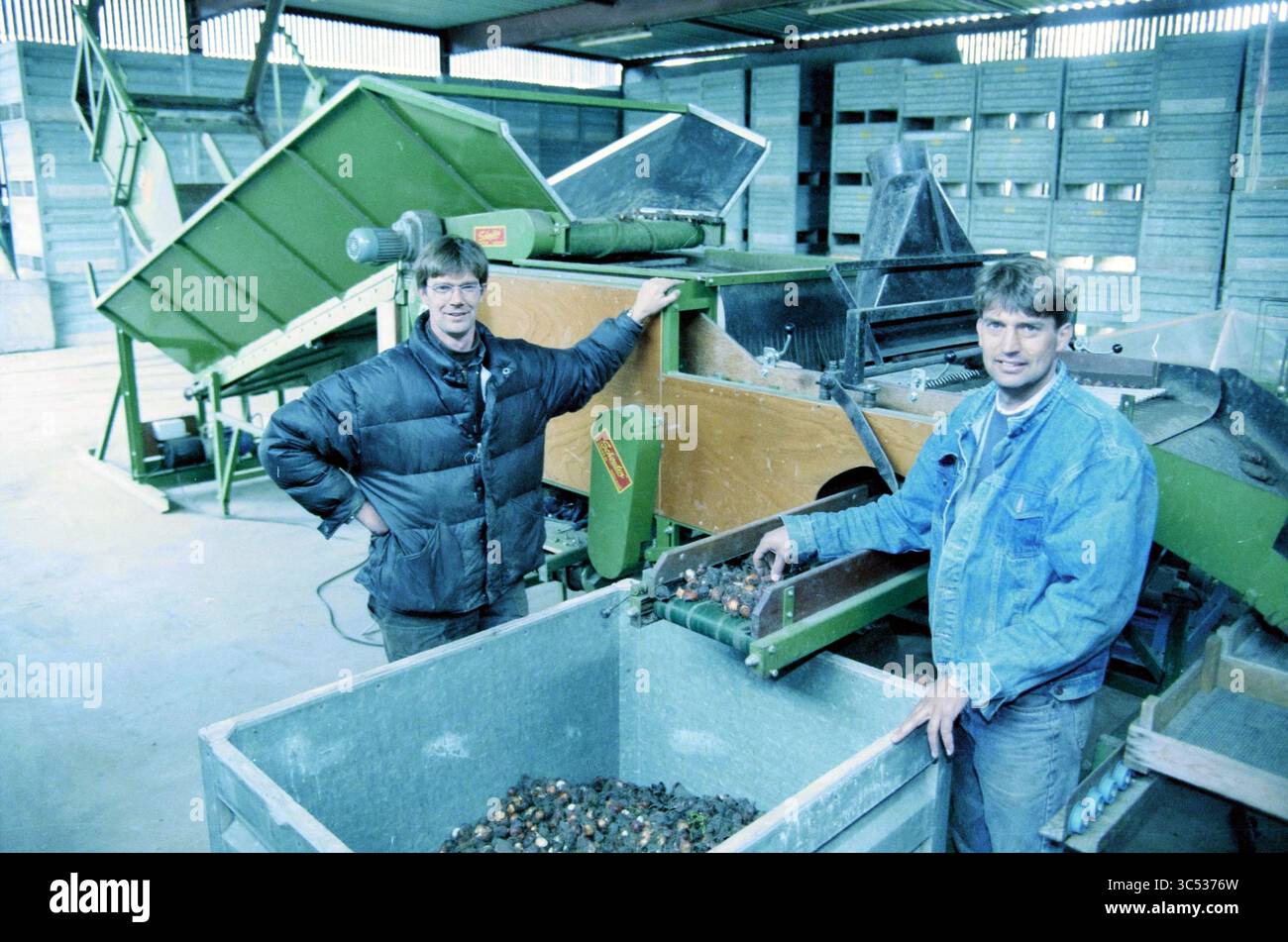 Bulbes de fleurs de Haaster, Hillegom, 11-06-1998 Whizgle News, Dutch Desk, pays-Bas, 1950-2000 deux hommes se tiennent debout dans une installation spacieuse, souriant et posant à côté d'une grande machine utilisée pour le traitement des produits récoltés. Un homme est appuyé contre l'équipement tandis que l'autre interagit avec un conteneur rempli d'articles fraîchement récoltés. L'environnement apparaît industriel, avec diverses machines et zones de stockage visibles en arrière-plan. Banque D'Images