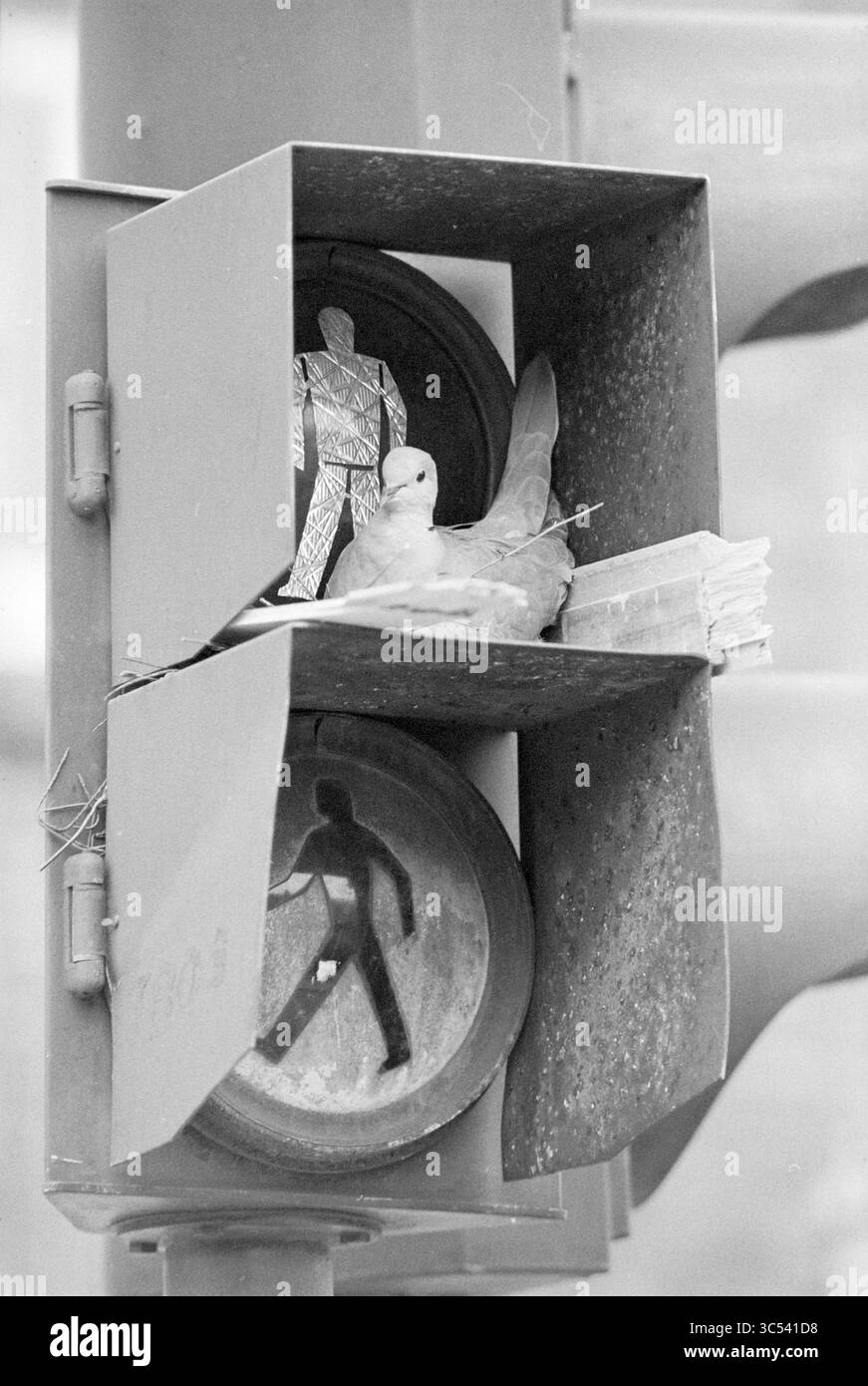 Élevage de pigeons dans le feu de circulation piétonnier, Rijksstraatweg, oiseaux, 25-04-1977 Whizgle News, Dutch Desk, pays-Bas, 1950-2000 Un pigeon se perche à l'intérieur d'un boîtier de feux de circulation, à côté d'une figure piétonne métallique, mêlant vie urbaine et nature dans un cadre inattendu. Banque D'Images