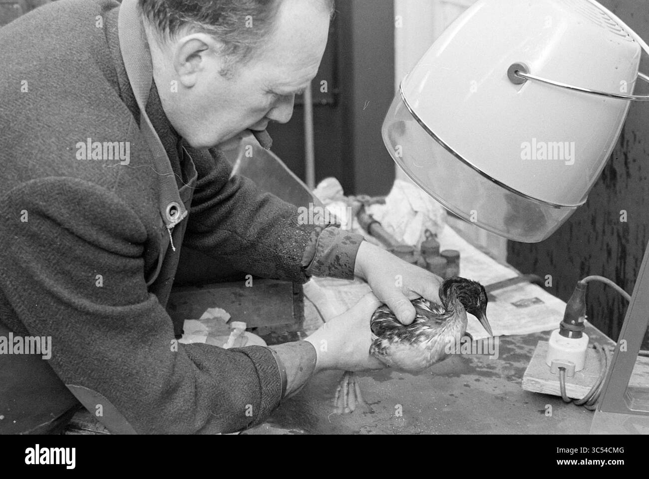 Canards dans le fioul, animaux, 22-01-1968 Whizgle News, Dutch Desk, pays-Bas, 1950-2000 Un homme examine attentivement un petit oiseau sous une lampe, en se concentrant sur ses besoins dans un cadre d'atelier. Les outils et les matériaux sont dispersés, créant une atmosphère de soins et d'attention pratiques. Banque D'Images