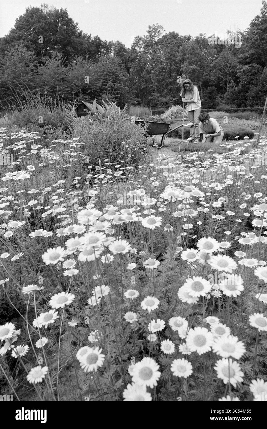 Jardin d'herbes aromatiques, Beeckestijn, 08-07-1992 Whizgle News, Dutch Desk, pays-Bas, 1950-2000 deux personnes s'occupent d'un jardin rempli de fleurs vibrantes. Une personne est agenouillée sur le sol, tandis que l'autre utilise une brouette à proximité au milieu d'une végétation luxuriante. La scène capture un moment de travail acharné et de connexion avec la nature. Banque D'Images