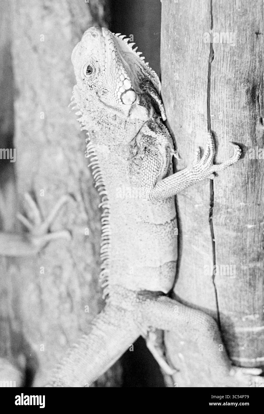 Iguane dans la ferme animale, H'kerk et autres animaux, Parc animalier, 29-12-1978 Whizgle News, Dutch Desk, pays-Bas, 1950-2000 Un lézard s'accroche à un tronc d'arbre, mettant en valeur sa peau texturée et ses épines proéminentes, tandis que son corps élancé est prêt à bouger. Banque D'Images