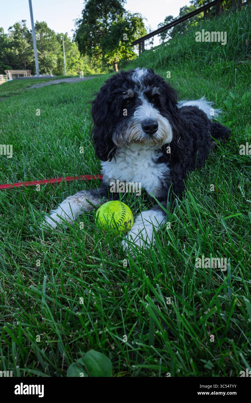 Un chien Bernedoodle noir et blanc repose paisiblement sur l'herbe avec une balle de softball jaune à Mowry Park, Pittsburgh, PA. Banque D'Images