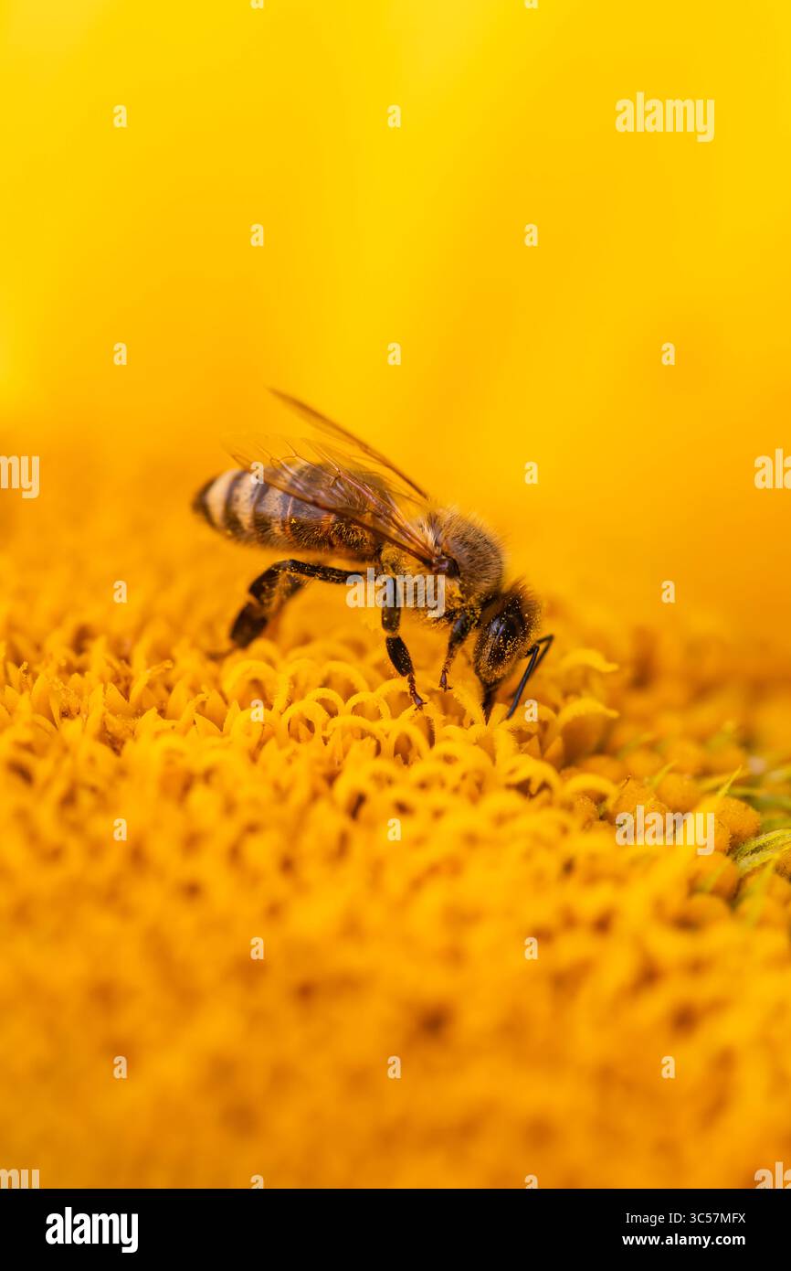 Macro photo d'une abeille sur le tournesol recueillant nectar et pollen, symbolisant la pollinisation, l'écologie et la biodiversité dans la nature. Banque D'Images
