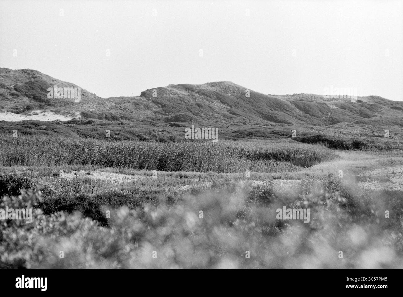Parnassia Garden étang, 01-08-1990 Whizgle News, Dutch Desk, pays-Bas, 1950-2000 Un paysage serein avec des collines couvertes de végétation luxuriante, entrecoupées de hautes herbes. Les contours doux créent une atmosphère tranquille, invitant à l'exploration et à l'appréciation de la beauté de la nature. Banque D'Images