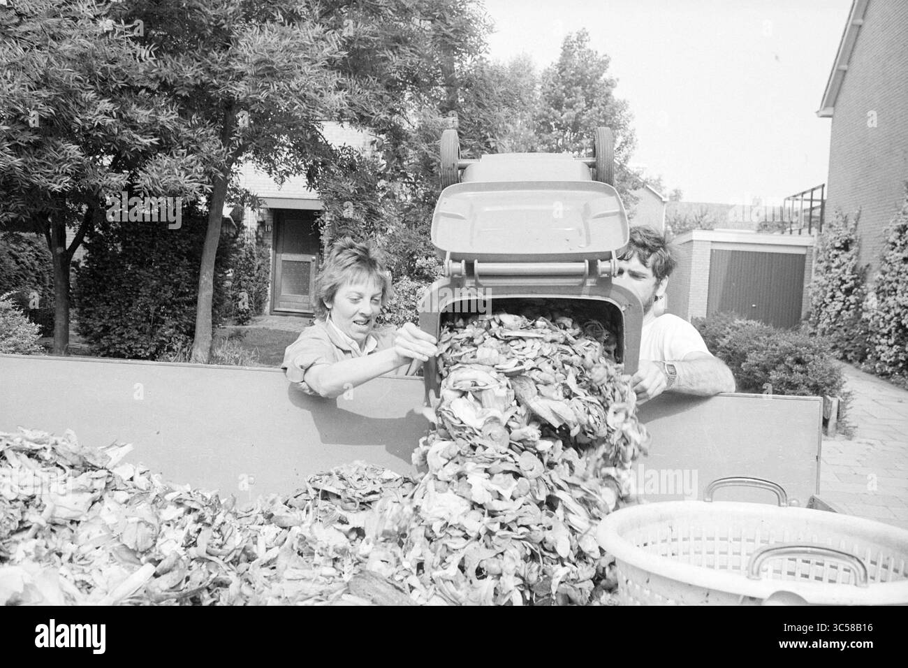 Vider la poubelle de pelage dans un camion, 00-06-1984 Whizgle News, Dutch Desk, pays-Bas, 1950-2000 deux personnes sont activement engagées dans une tâche, versant un grand conteneur rempli de ce qui semble être des déchets organiques ou des ordures de jardin dans un tas plus grand. La scène se déroule dans un espace vert, extérieur, avec des arbres et un bâtiment en arrière-plan. Leurs expressions montrent de la concentration et du travail d’équipe lorsqu’ils gèrent les matériaux. Banque D'Images