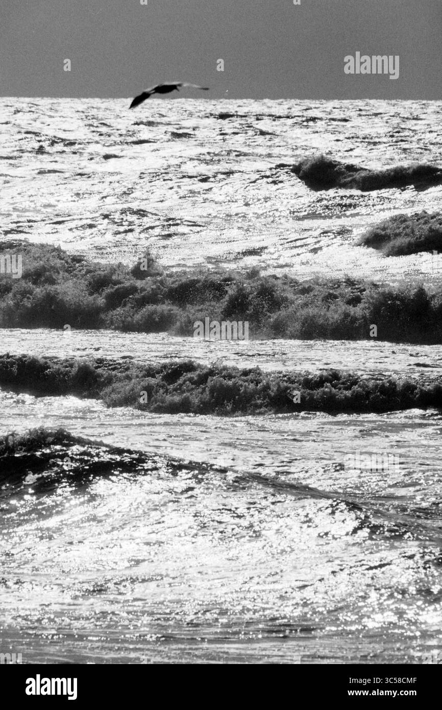 Rough Sea, 00-00-1990 Whizgle News, Dutch Desk, pays-Bas, 1950-2000 vagues s'écrasent tumultueusement contre le rivage, créant une surface chatoyante qui reflète la lumière du soleil. Un oiseau solitaire s'élève au-dessus de l'eau mousseuse, capturant l'essence de la liberté dans le vaste paysage marin. Banque D'Images