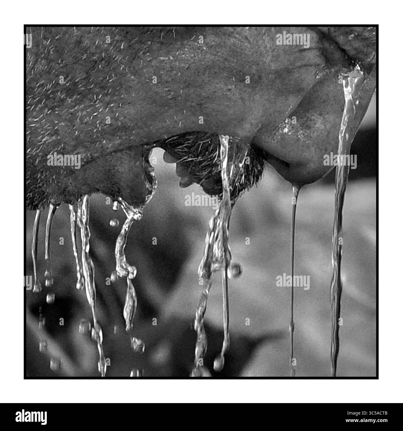 15 juillet 2017 - Mossoul, Irak - CHRIS LINT, chef d'équipe et ancien Marine des États-Unis réconforte et verse de l'eau sur Kazm Swadi alors qu'il pleure pendant que les médecins confirment la mort de son meilleur ami. Des soldats de l'armée irakienne blessés reçoivent des soins médicaux d'urgence à un point de stabilisation des traumatismes le 15 juillet 2017 au milieu des ruines de la vieille ville. La bataille avec l'Etat islamique se poursuit dans une petite partie de Mossoul occidental sur le Tigre, même si elle a été déclarée libérée il y a quelques jours. Les blessures causées par les kamikazes, les grenades et les tireurs d'élite continuent alors que les combattants de l'Etat islamique utilisent les tunnels pour poursuivre le conflit acharné. (Crédit image : © Carol Guzy/ZUMA Banque D'Images