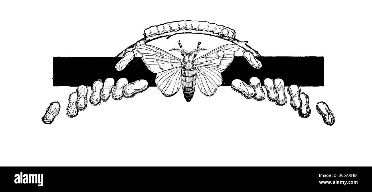 Silk Moth et Pupa du livre The Clothes We Wear de la série The Journey Club Travels de Carpenter, Frank G. (Frank George), 1855-1924 publié New York, Cincinnati : American Book Company 1926 dans ce livre, le Journey Club voyage pour voir par eux-mêmes comment leurs vêtements sont produits. Banque D'Images