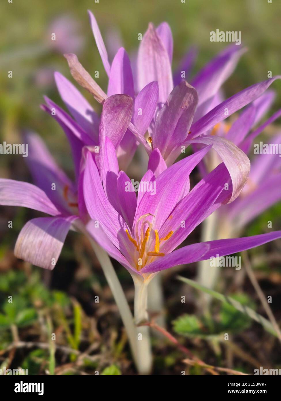 feuillage d'automne dans la nature - Image de stock capturée avec un smartphone