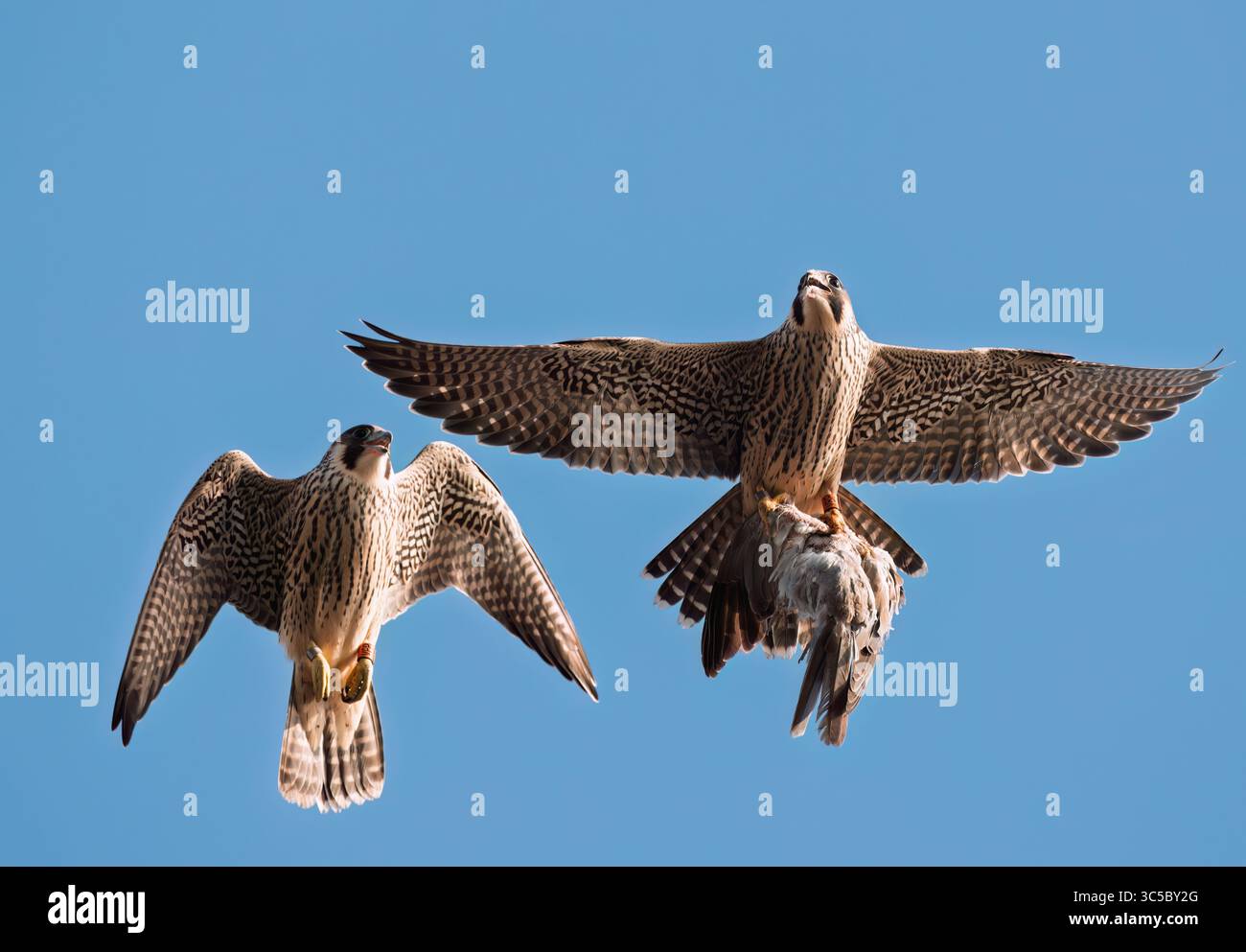 Deux faucons pèlerins (Falco peregrinus) récemment enrôlés se pourchassant pour un pigeon récemment attrapé apporté par un parent, Norfolk Banque D'Images