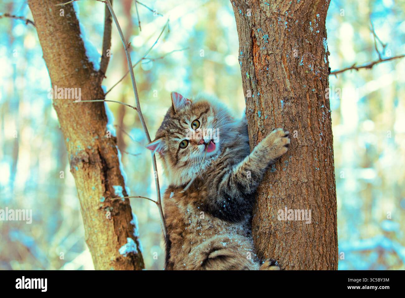 Un chat grimpe à un tronc d'arbre dans une forêt d'hiver Banque D'Images