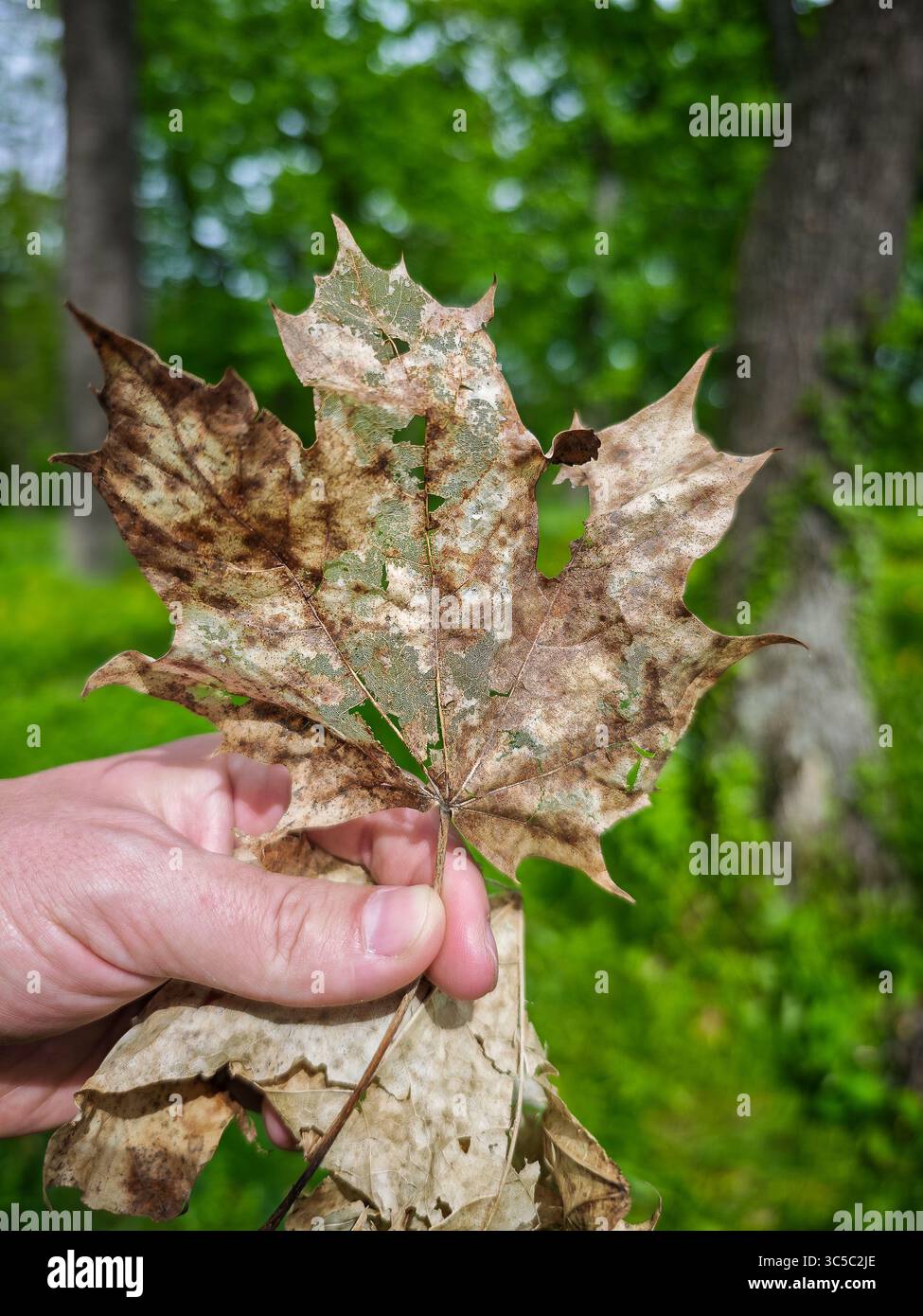 Une main tenant une feuille d'érable sèche et en décomposition avec des zones vertes et brunes visibles, placée sur un fond de forêt vert luxuriant. La feuille montre des signes de d Banque D'Images