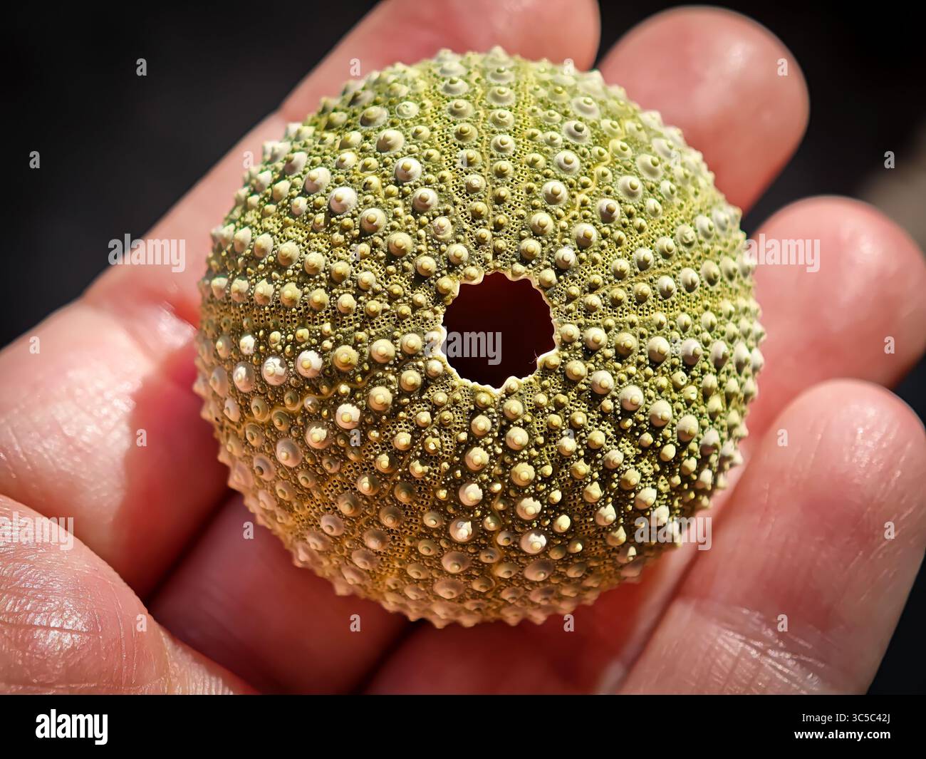 Gros plan d'une coquille d'oursin vert tenue dans une main humaine, montrant une texture détaillée et un trou central. Banque D'Images