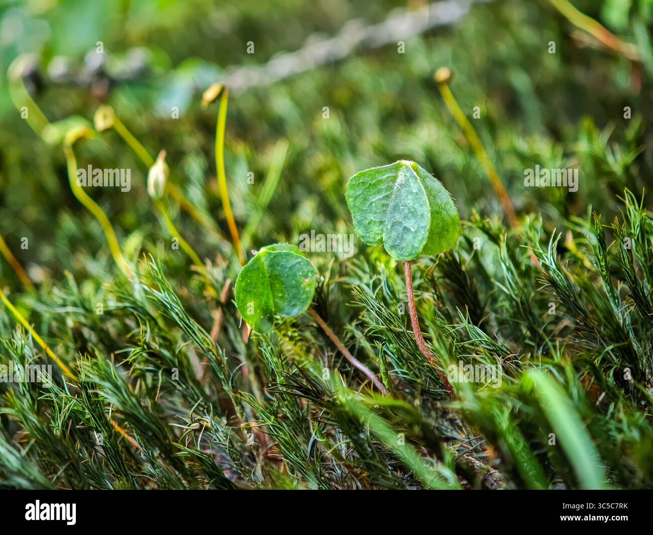 Macro photo d'une seule feuille de trèfle poussant parmi une mousse verte dense sur le sol de la forêt, entourée de capsules de spores délicates et d'une lumière naturelle douce. Banque D'Images