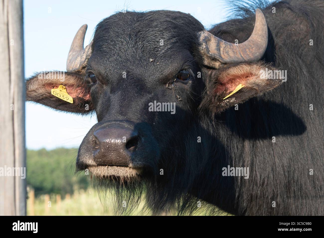 Water Buffalo gros plan Portrait Banque D'Images