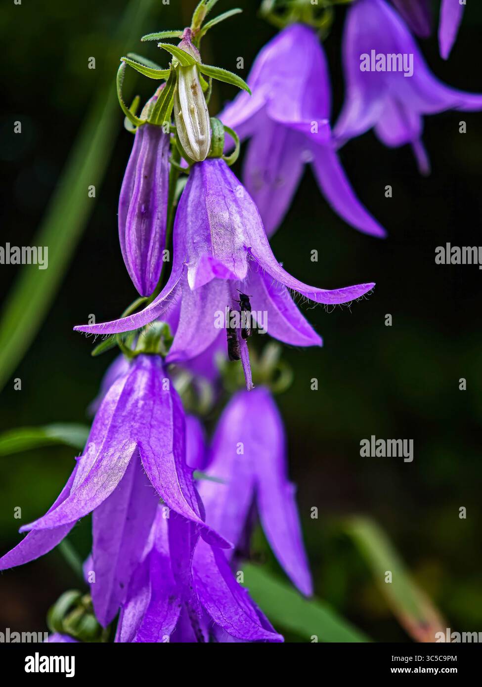 Macro gros plan du chellesol violet sauvage (Campanula) dans la forêt d'été, montrant la structure des pétales et les détails naturels avec un fond vert doux. Banque D'Images