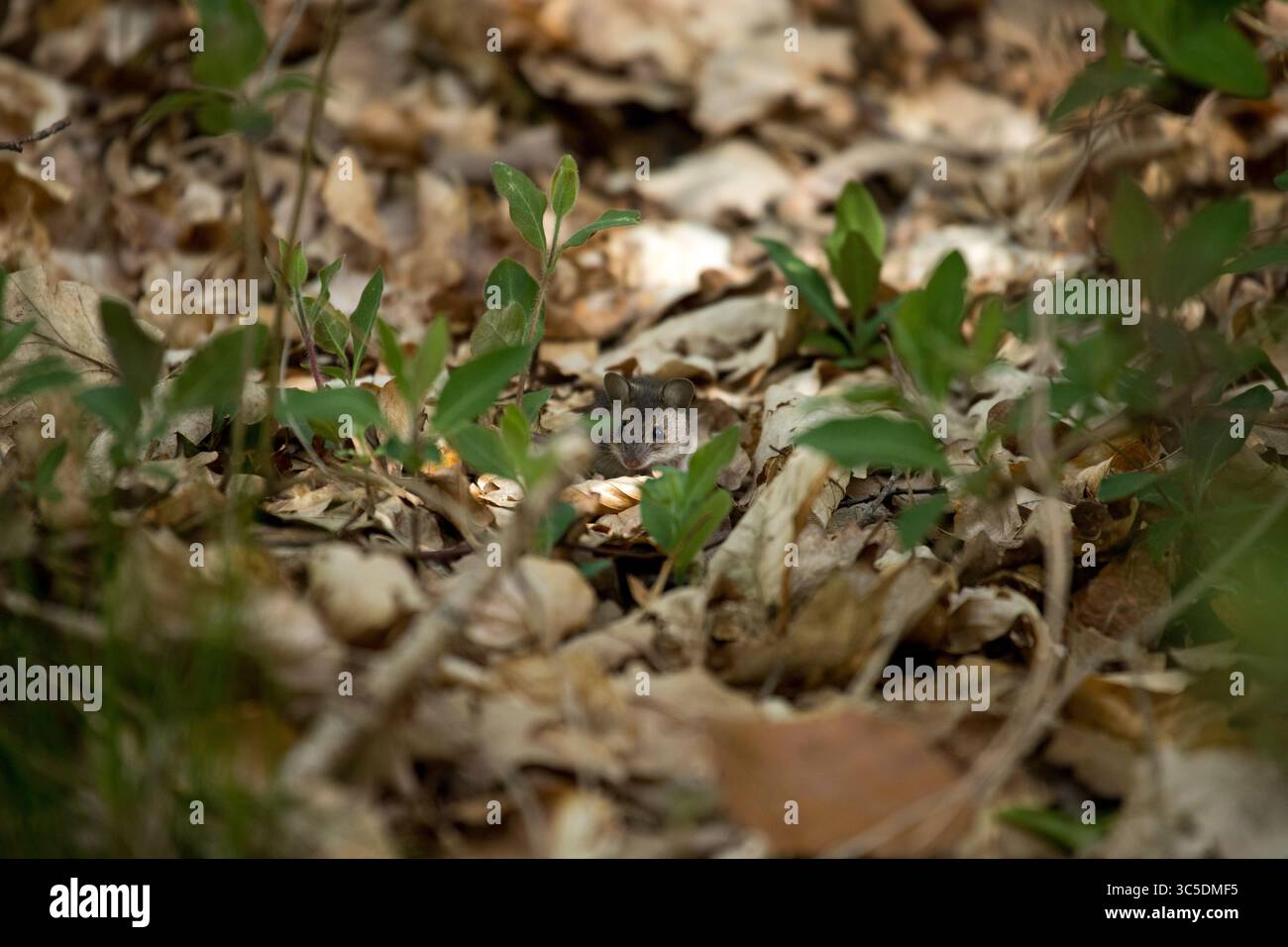 Une minuscule souris grise jette un coup d'œil au milieu des feuilles brunes et des pousses vertes sur un sol forestier au Danemark au printemps, un maître du camouflage Banque D'Images