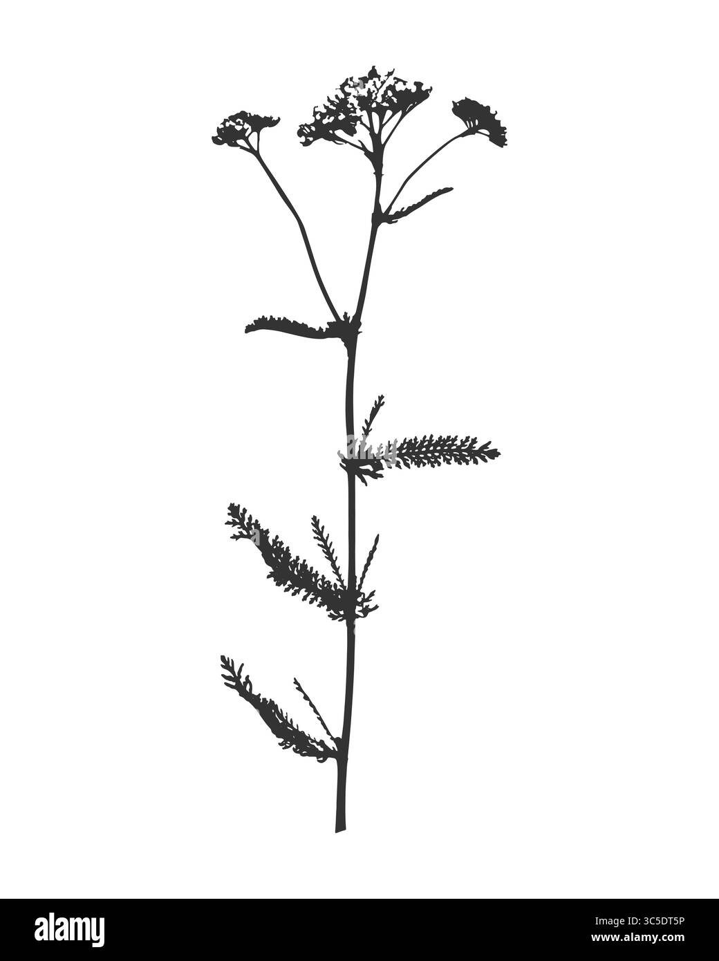 Fleurs yarrow achillea millefolium silhouette, timbre d'impression d'encre. Illustration vectorielle Illustration de Vecteur