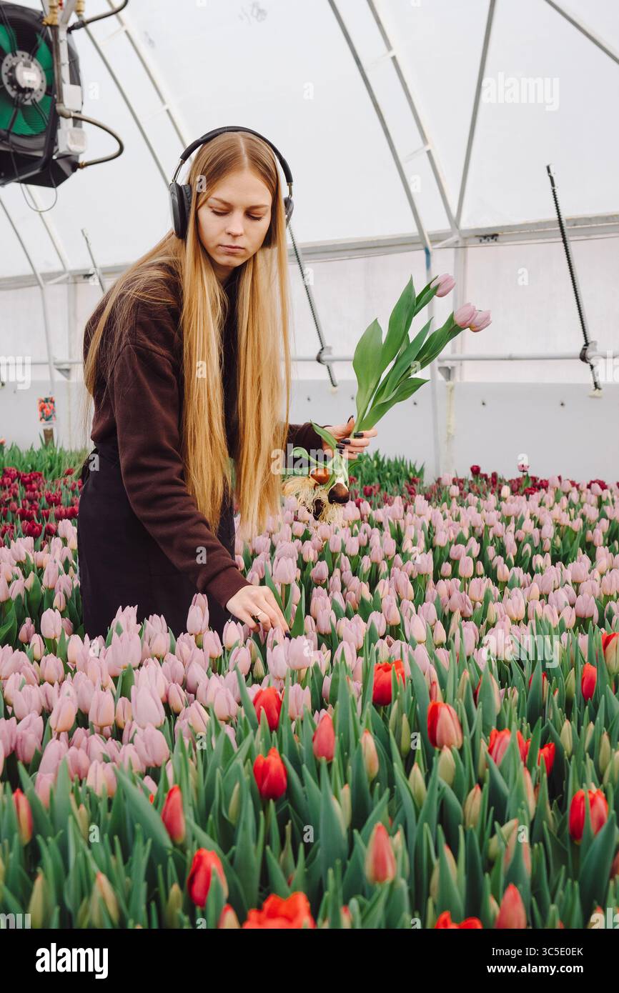 Jeune femme aux cheveux longs portant des écouteurs sélectionne soigneusement les tulipes dans une serre vibrante remplie de fleurs colorées, mettant en valeur le Banque D'Images
