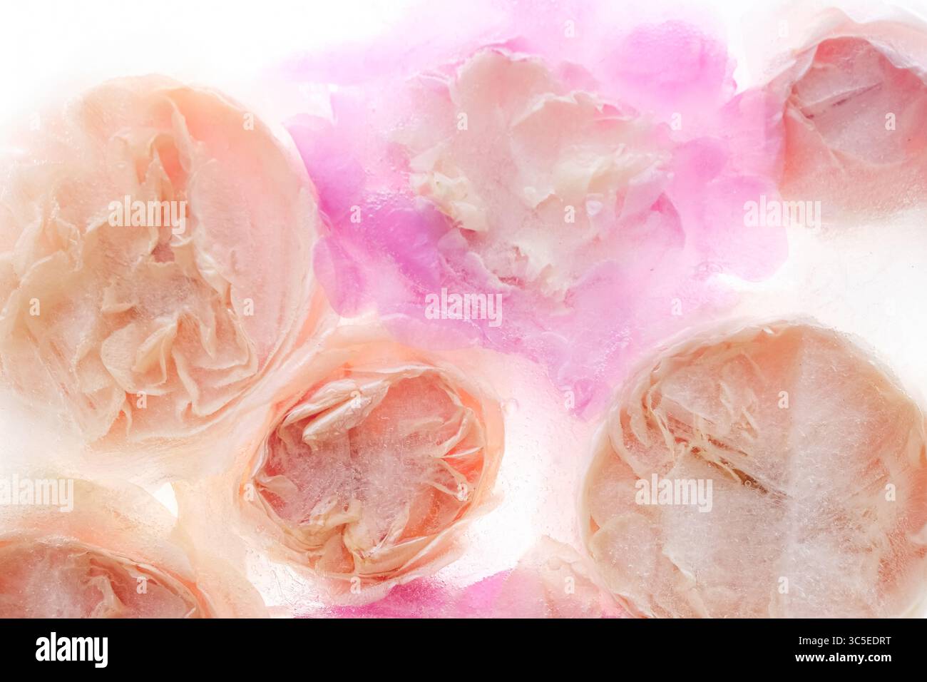 Roses crème et rose capturées dans la glace, créant une nature morte florale rêveuse et éthérée. Banque D'Images
