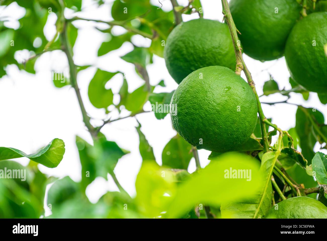 Feuilles et fruits de citron vert kaffir, bergamote, citron vert sur un arbre citron vert frais riche en vitamine C dans le jardin Banque D'Images