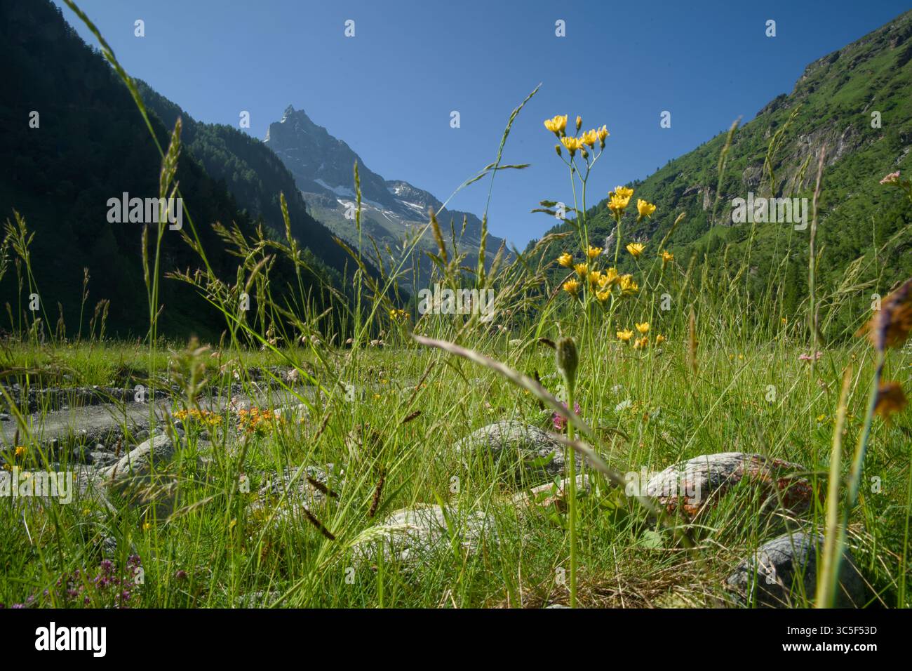 Photo de paysage des Alpes suisses dans le Val d'Anniviers, près du village de Zinal, avec des montagnes aux fleurs alpines colorées au premier plan Banque D'Images