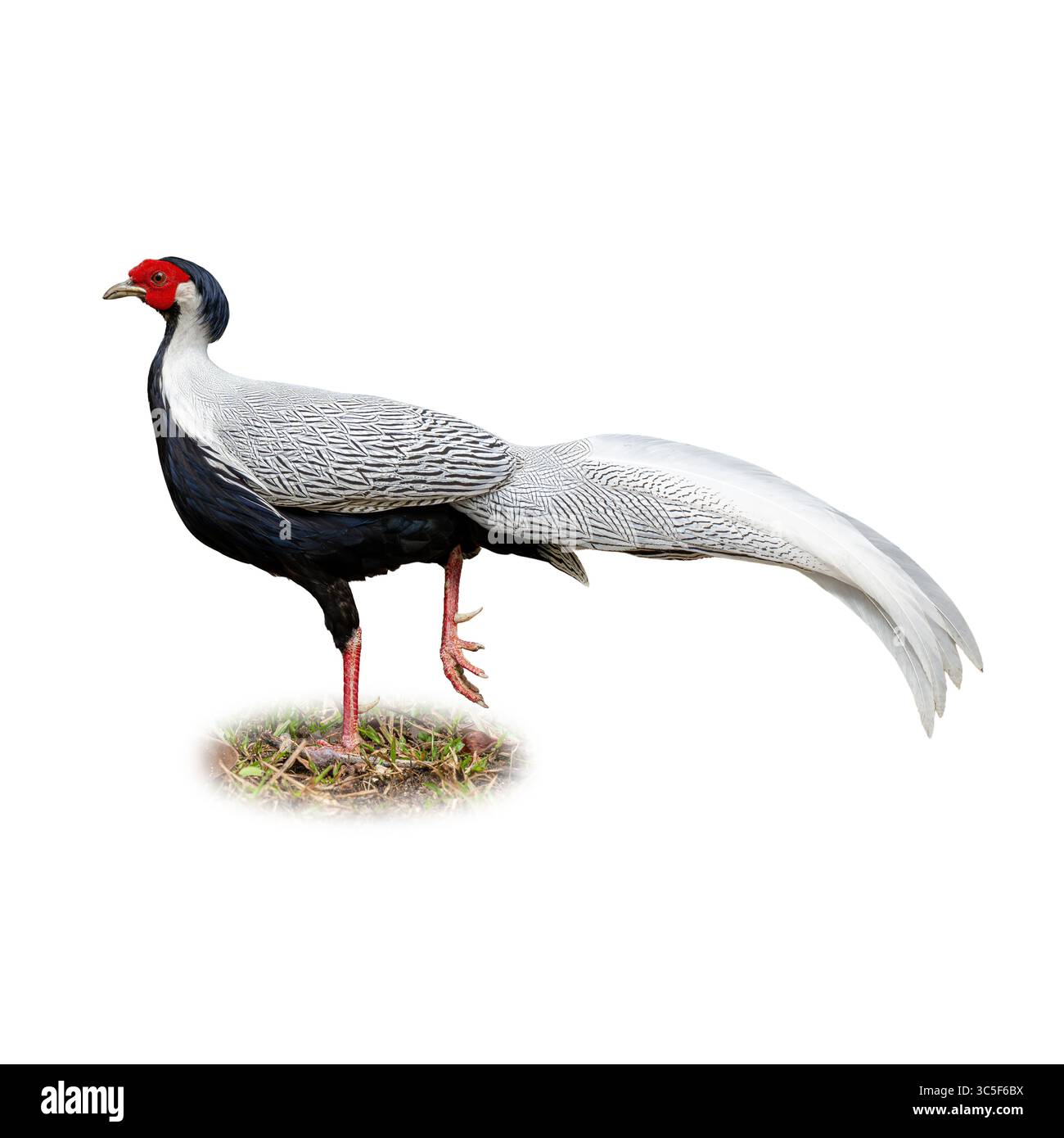 Un superbe Pheasant d'argent masculin avec un plumage noir et blanc magnifiquement détaillé, une longue queue élégante et une peau du visage rouge saisissante capturée dans un Banque D'Images