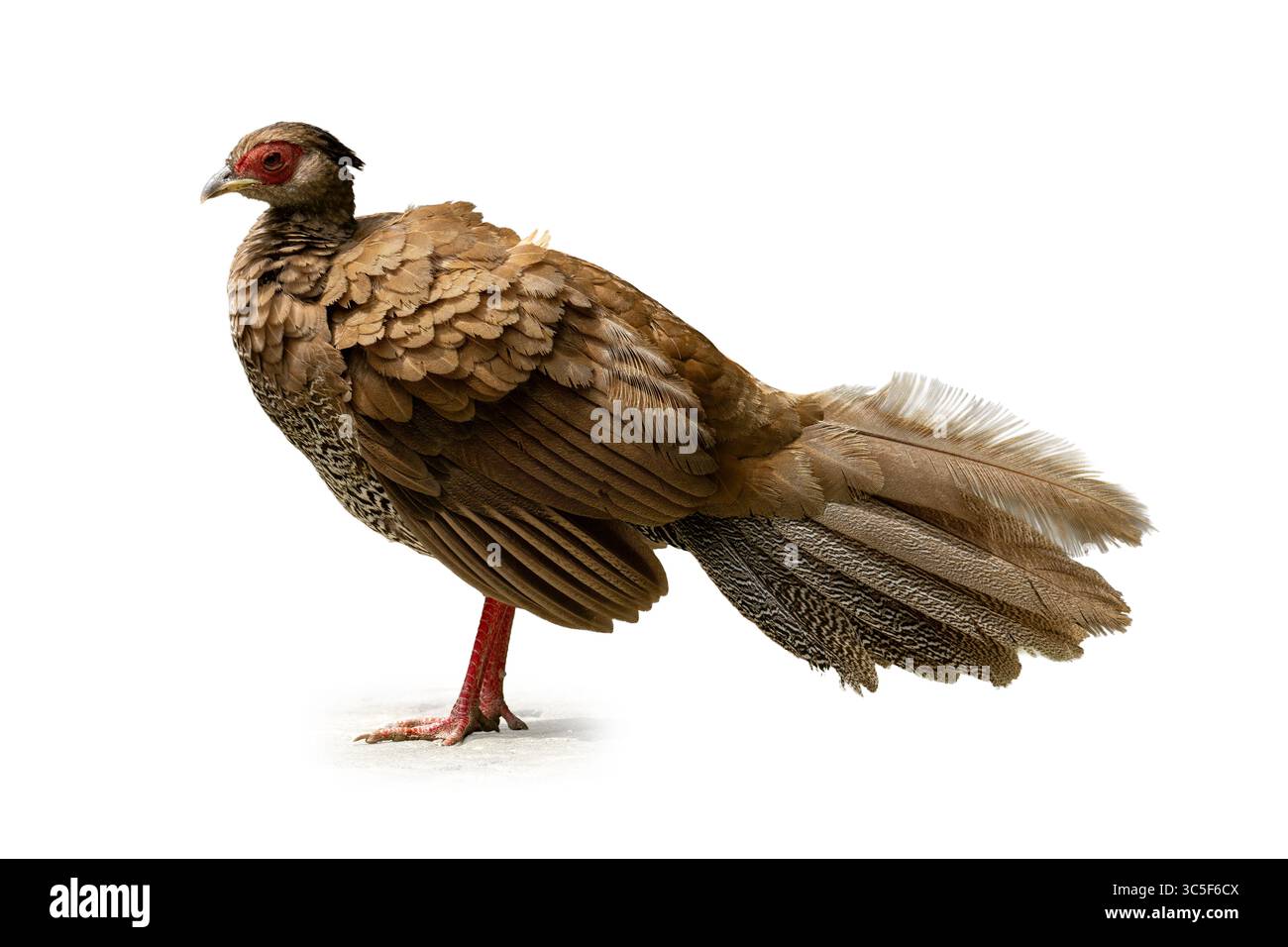 Une femme Silver Pheasant debout gracieusement, avec plumage brun superposé, sous-parties mouchetées et plumes de queue douces dans un agai de profil complet Banque D'Images