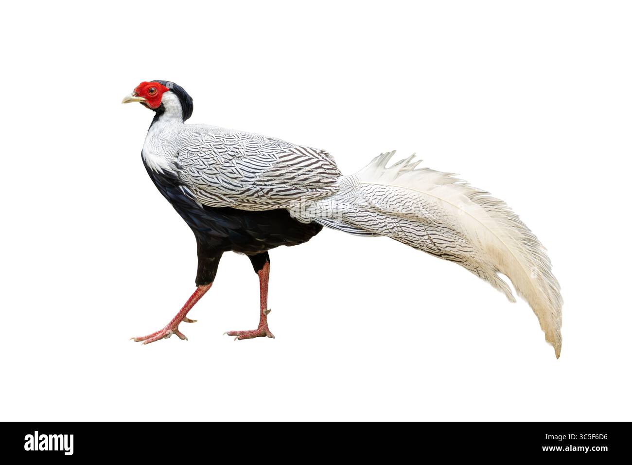 Un homme Silver Pheasant présentant ses motifs de plumes complexes, son visage rouge vif et sa queue gracieuse tout en marchant, capturé sur une grotte blanche et propre Banque D'Images
