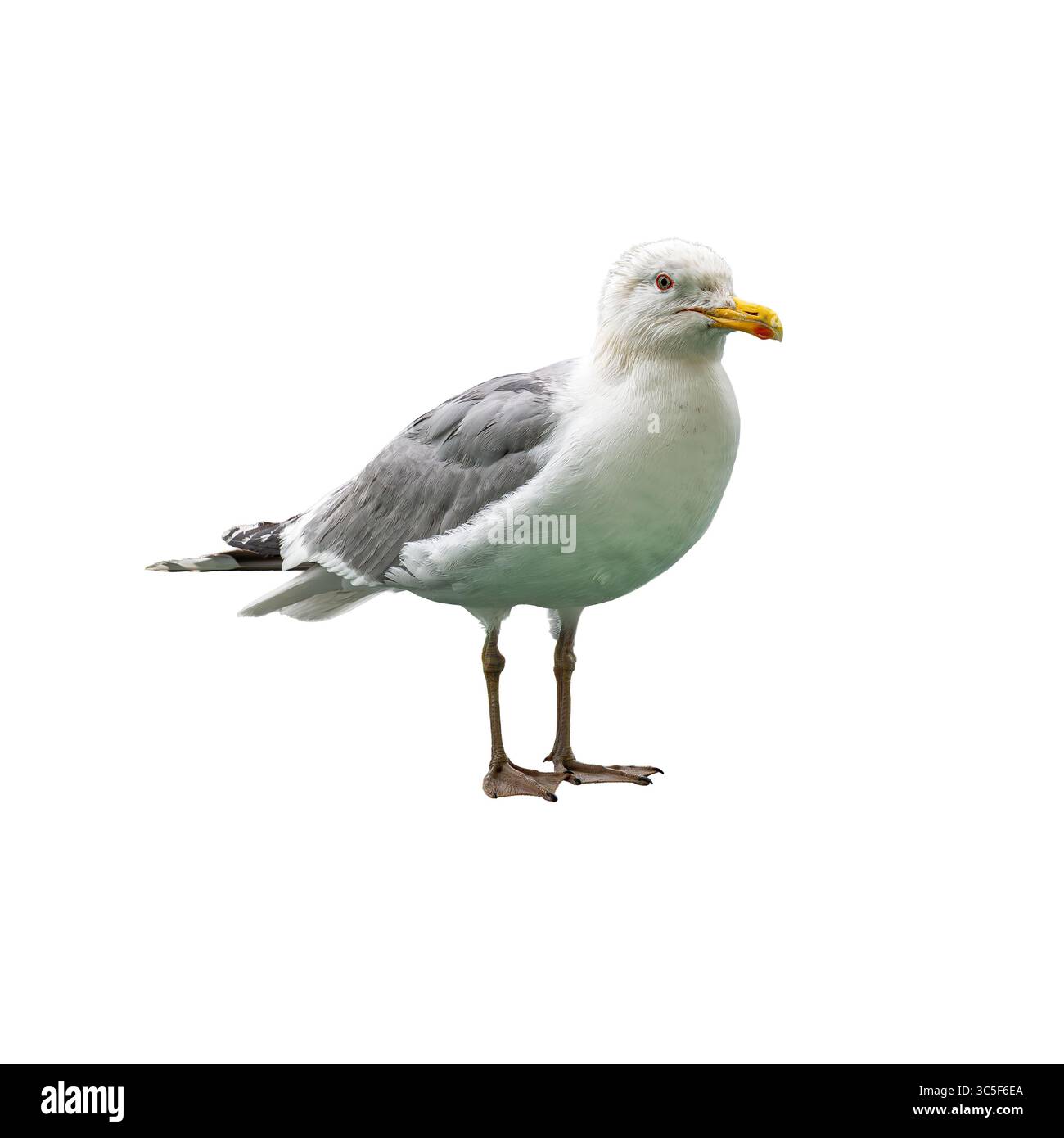 Un grand mouette à dos noir sur tout le corps capturé dans une pose debout, avec son cadre puissant, ses ailes grises et son bec jaune vif sur un blanc propre Banque D'Images