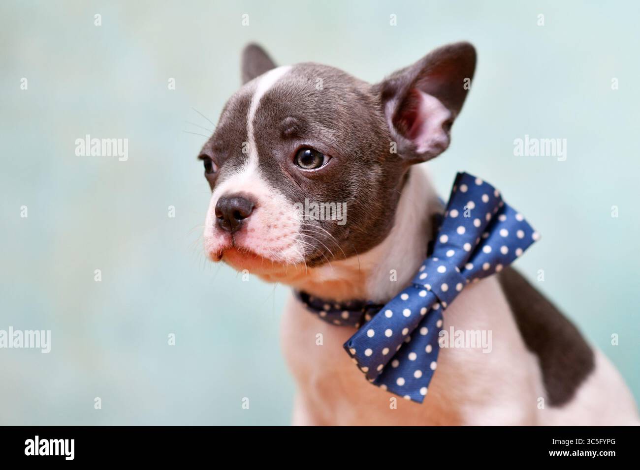 Mignon pied bouledogue français chiot avec noeud papillon devant le fond de studio Banque D'Images