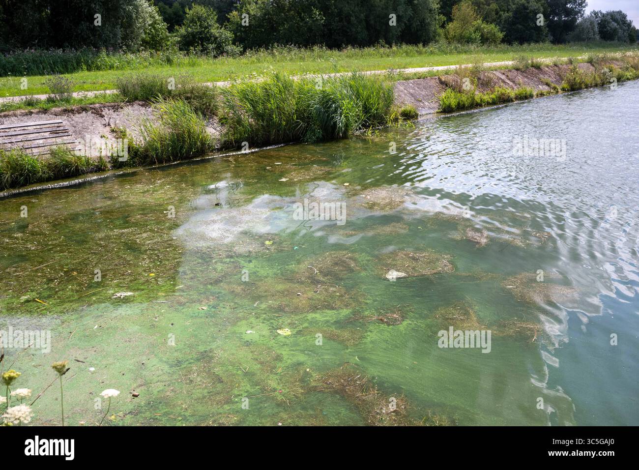 Oelegem, Belgique. 30 juillet 2025. La photo montre des algues bleu-vert dans Albert canal, à Oelegem, le mercredi 30 juillet 2025. BELGA PHOTO JONAS ROOSENS crédit : Belga News Agency/Alamy Live News Banque D'Images