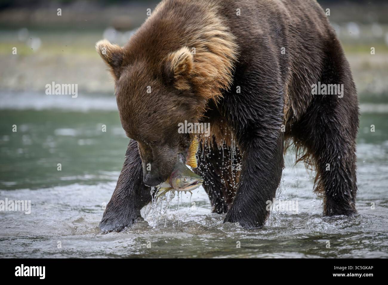 Parc national et réserve de Katmai, Alaska. Banque D'Images