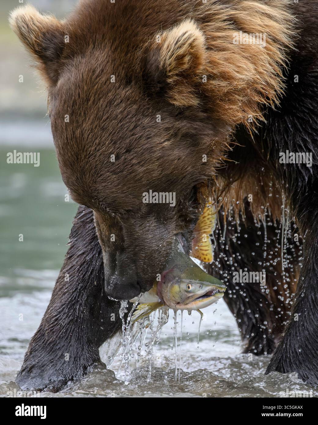 Parc national et réserve de Katmai, Alaska. Banque D'Images