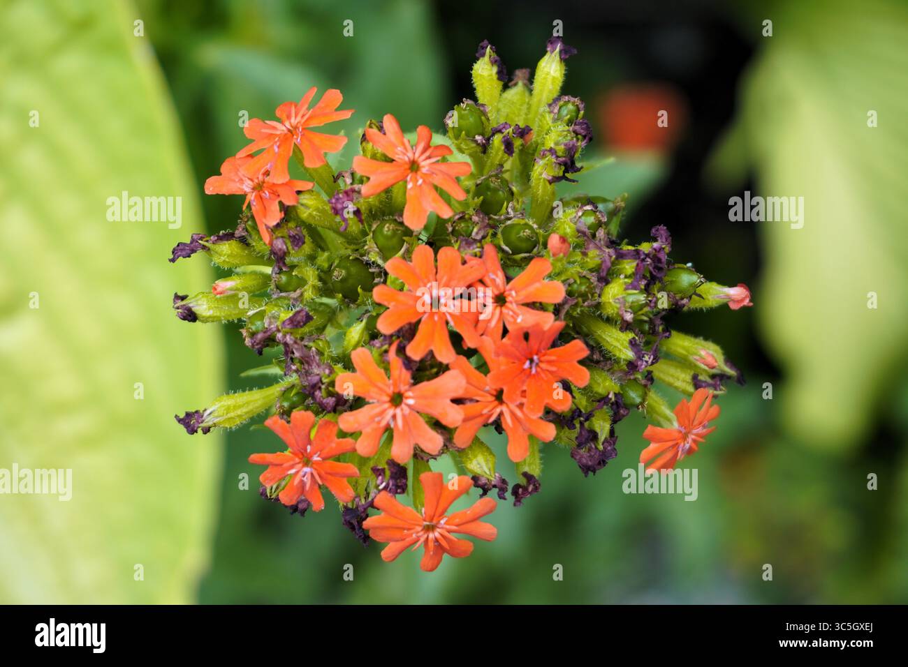 Silene Chalcedonica est une belle plante ornementale avec des fleurs rouges, également connu sous le nom de croix de Malte, fleur de Bristol, ou lychnis écarlate. Banque D'Images