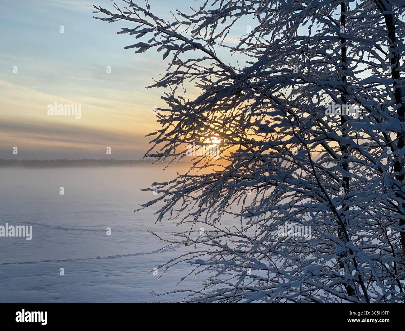 Un coucher de soleil hivernal époustouflant illumine un arbre enneigé et un horizon brumeux. - Image de stock capturée avec un smartphone