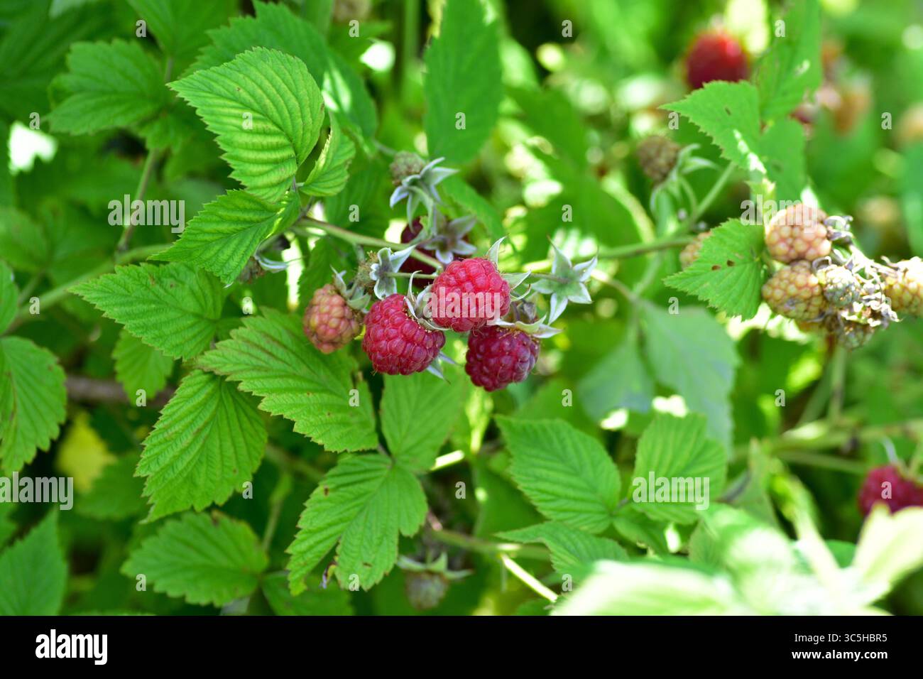 Framboisier avec des baies mûres et non mûres entourées de feuillage vert. Une scène estivale vibrante de fruits biologiques poussant dans la campagne naturelle condit Banque D'Images