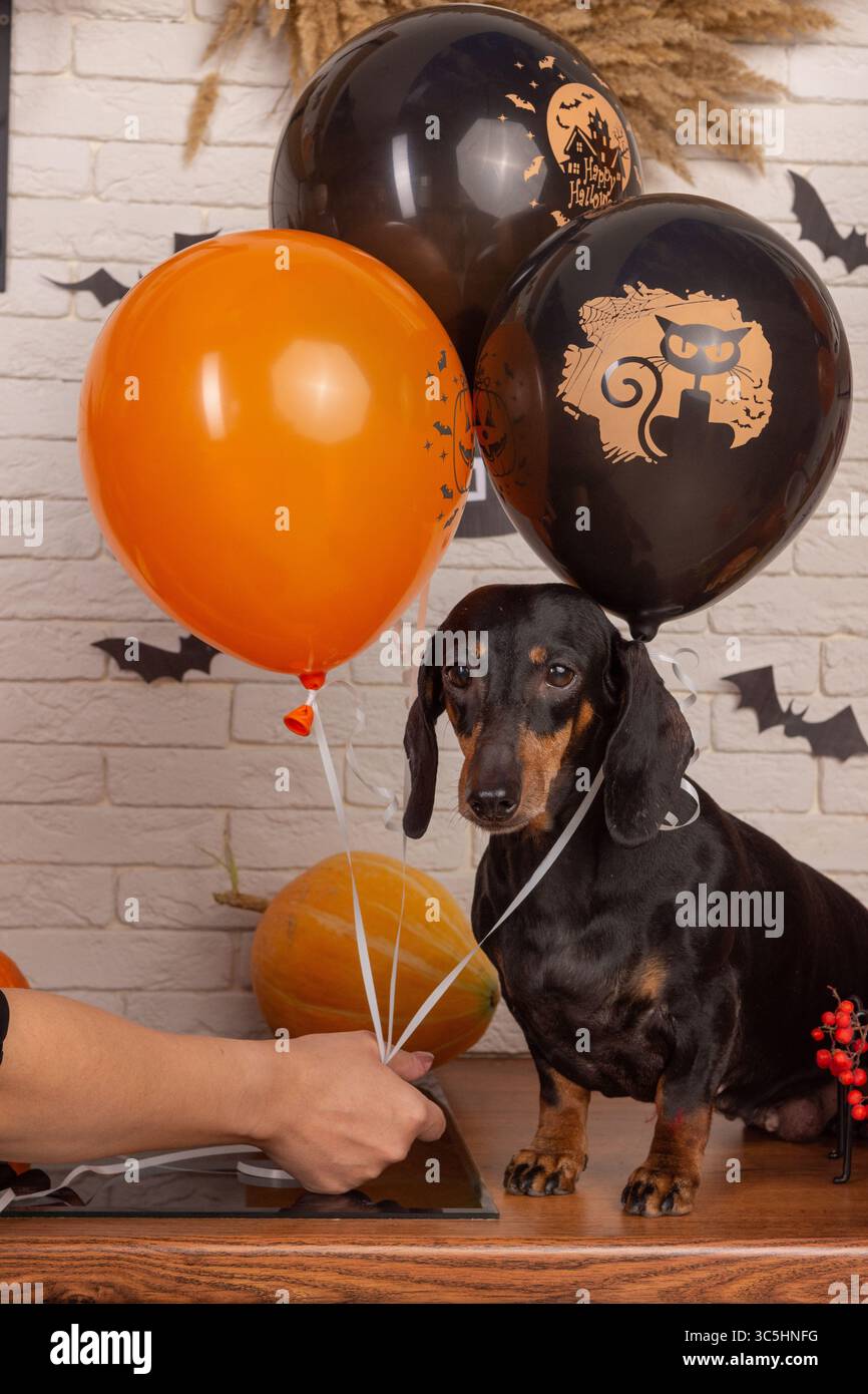 Un chien teckel avec une hôtesse décore la maison pour Halloween. Banque D'Images